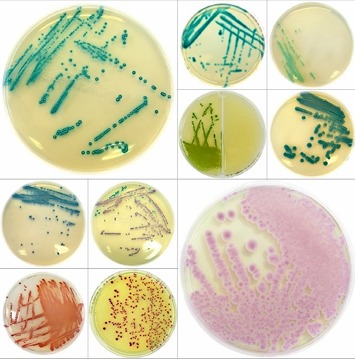 Liofilchem Chromatic Media